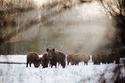 Wild boars walking on snow covered land