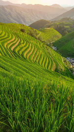 Rice terrace fields in china. close-up vertical photo of rice field.