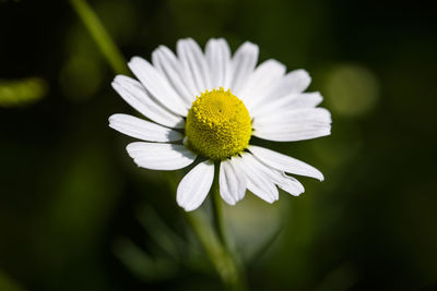 Close-up of white daisy flower