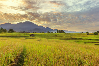 Scenic view of agricultural field against sky during sunset