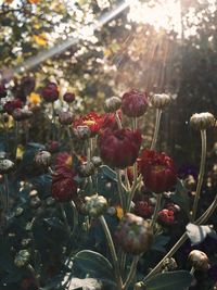 Close-up of red flowering plants