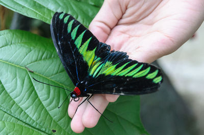 Close-up of hand holding butterfly on leaf