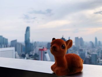 Close-up of rabbit in city against sky