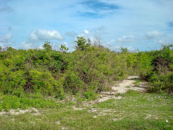 Scenic view of trees on field against sky