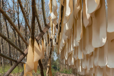 Low angle view of clothes hanging on tree trunk