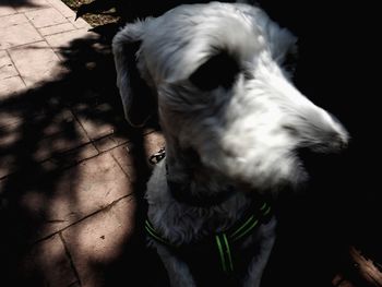 High angle view of dog looking away