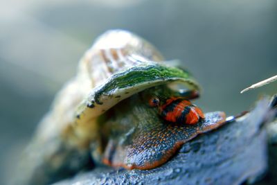 Close-up of ladybug on leaf