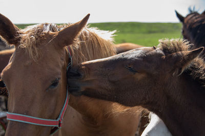 Close-up of horses against sky