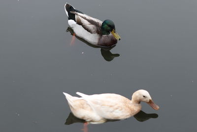 Close-up of bird perching on lake