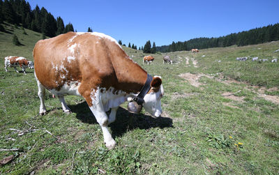Big brown cow grazing on green mountain meadow in summer photographed with fisheye lens