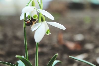 Close-up of white flowering plant