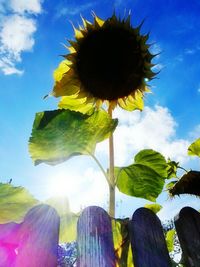 Low angle view of sunflower against sky