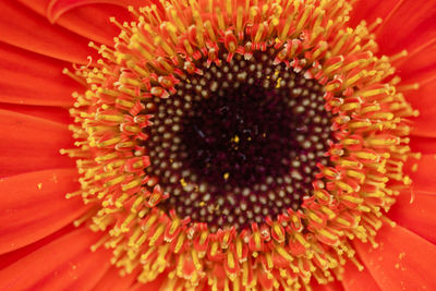 Extreme close-up of orange flower pollen