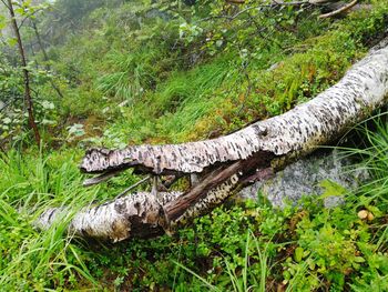 View of a reptile in the forest