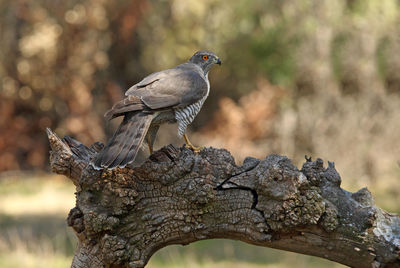 Close-up of bird perching on tree trunk