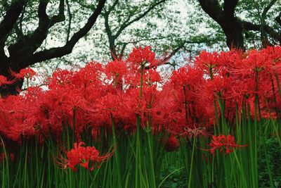 Close-up of red flowering plants