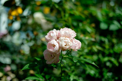 Close-up of white rose