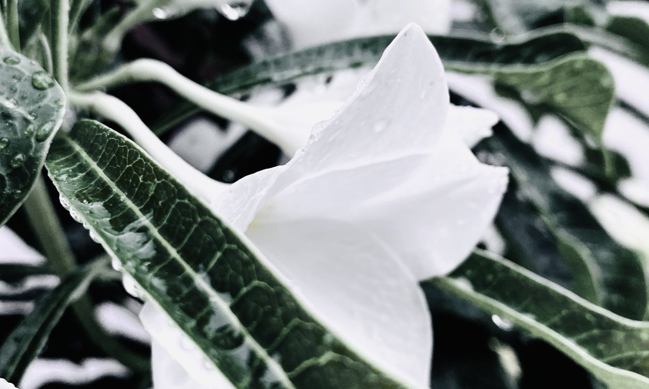 CLOSE-UP OF WHITE ROSE LEAF