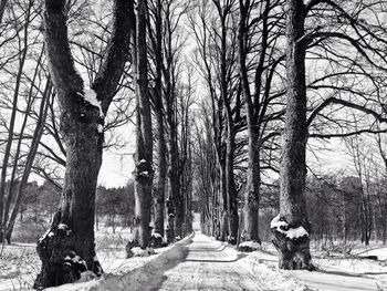 Footpath passing through forest