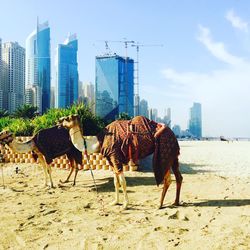 Camels at beach by modern buildings against sky