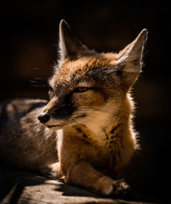 Close-up of fox looking away