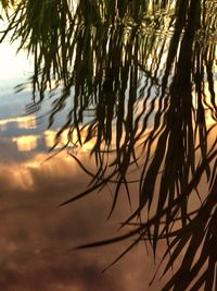 Palm trees at sunset