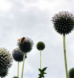 Close-up of bee on flowering plant against sky