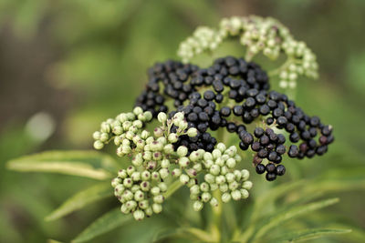 Close-up of berries growing on plant