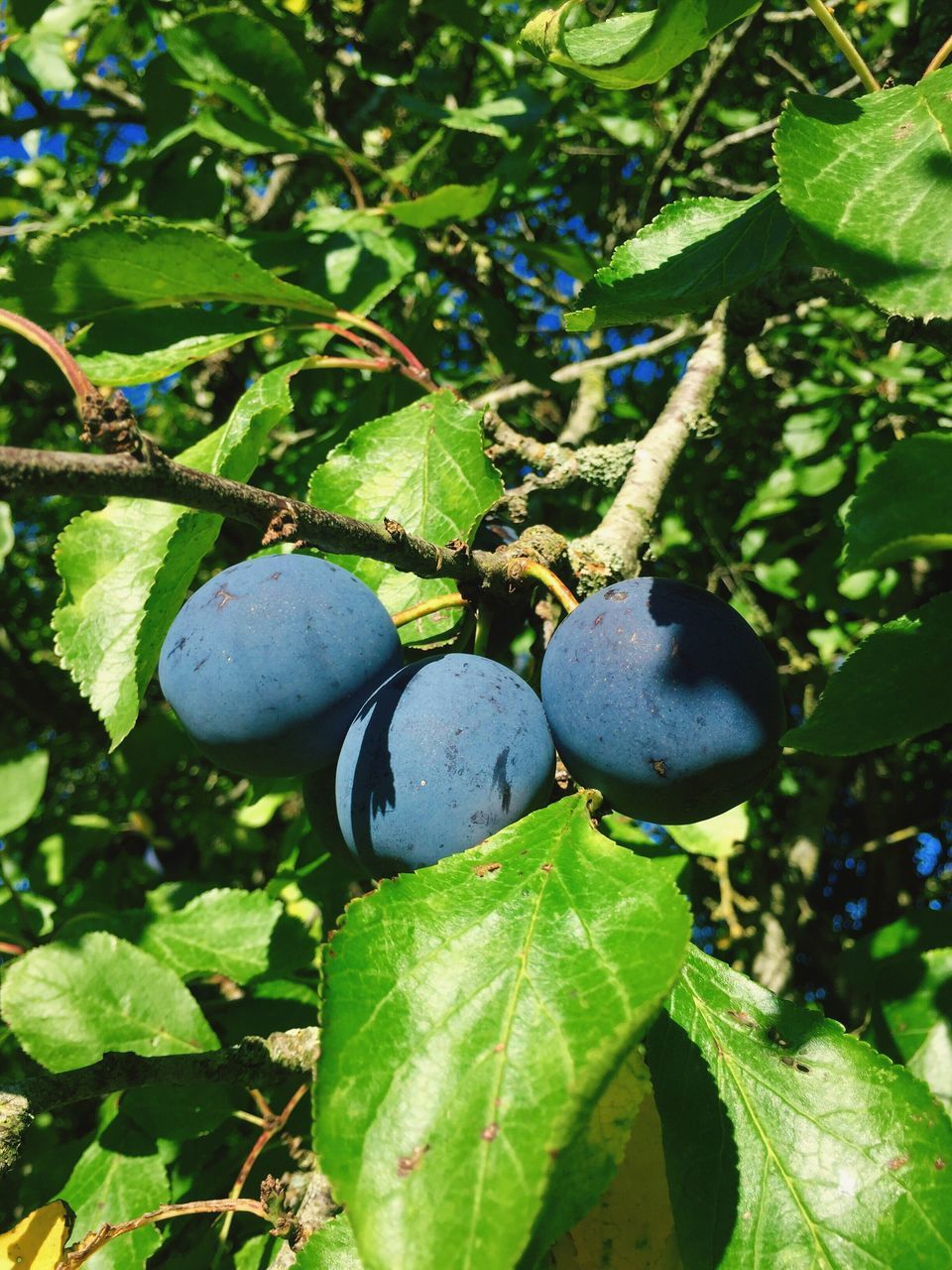 LOW ANGLE VIEW OF FRUITS ON TREE