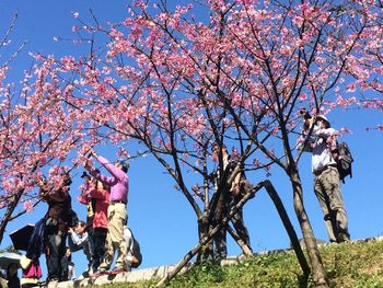 Low angle view of flowers against blue sky