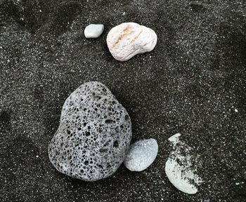 High angle view of shells on beach