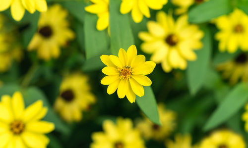 Close-up of yellow flowering plant