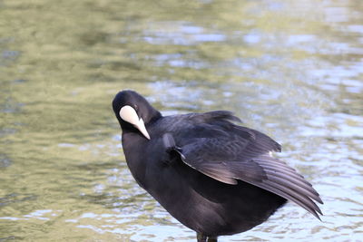 Close-up of duck