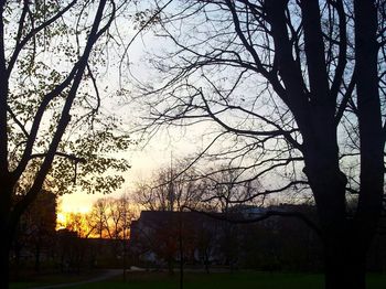 Bare trees at sunset