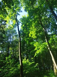 Low angle view of bamboo trees in forest