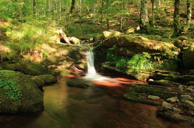 Scenic view of waterfall in forest