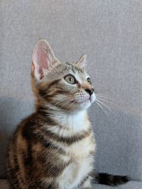 Close-up portrait of a cat looking away