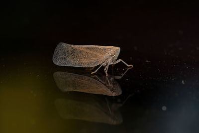 Close-up of insect over black background