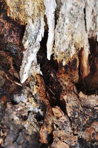 Close-up of tree trunk