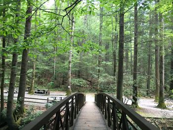 Footbridge in forest