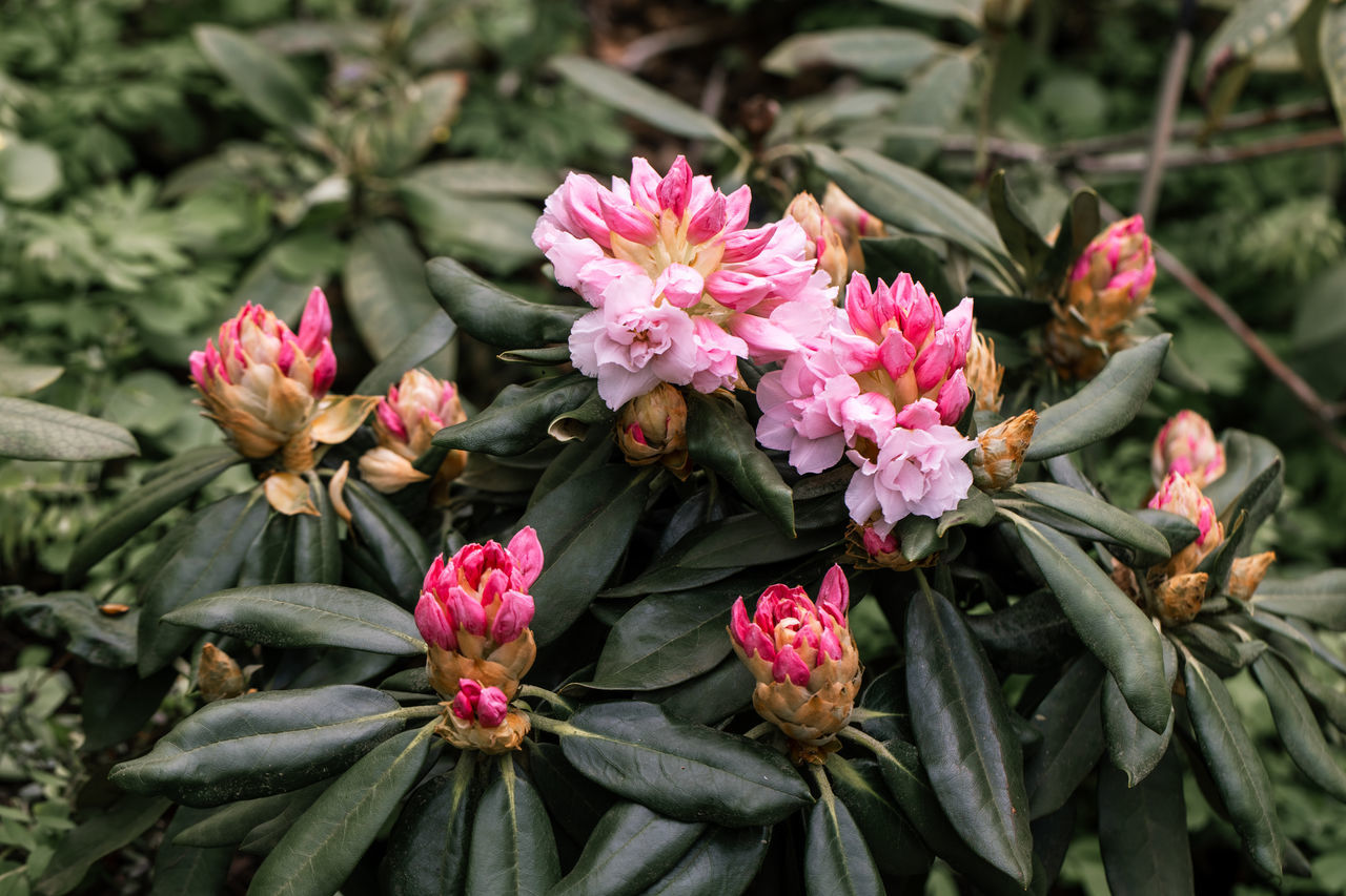 flower, plant, flowering plant, beauty in nature, pink, freshness, nature, close-up, plant part, growth, leaf, shrub, no people, fragility, blossom, outdoors, flower head, green, day, petal, inflorescence, botany, focus on foreground