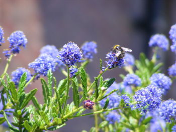 Bee hovering over california lilacs at park