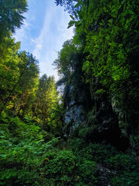 Low angle view of trees in forest against sky