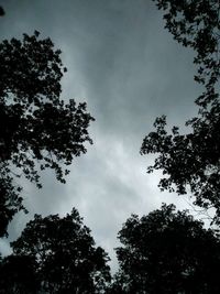 Low angle view of trees against sky