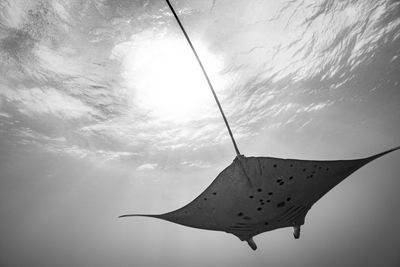 Low angle view of leaf against sky