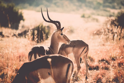 View of deer on field