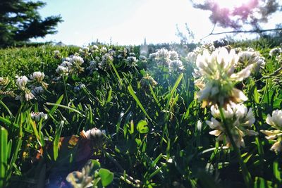 Close-up of flowering plants on field