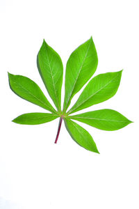 Close-up of leaves against white background