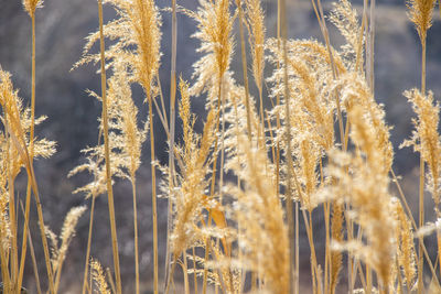 Yellow and golden plants background with sunlight