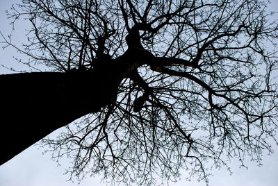 Low angle view of bare trees against sky